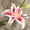 stargazer lily