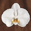 phaleanopsis orchid