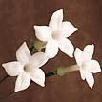 stephanotis