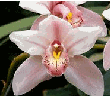 cymbidium orchid