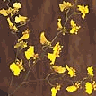 oncidium orchid sprays