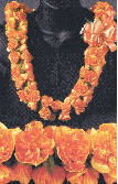 double Ilima lei