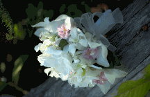 island orchids and gardenias
