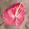 anthurium